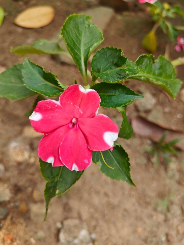 shot on oneplus 11 back camera