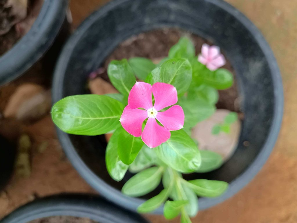 image shot in moto g73 - 1